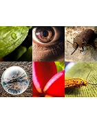 Macro Fotografía