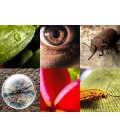 Macro Fotografía